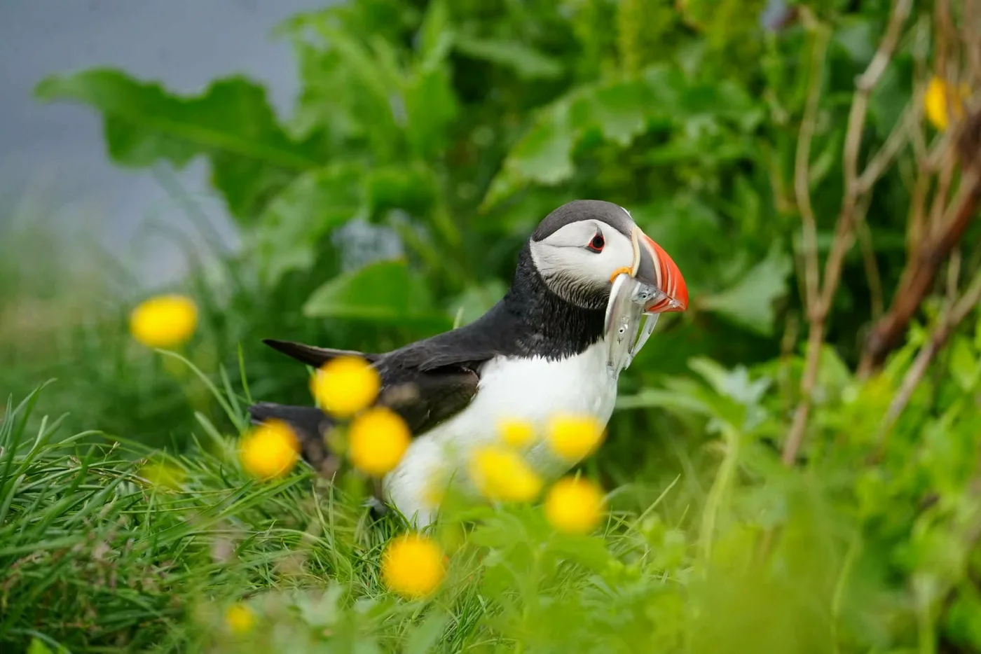 A puffin among yellow buttercups with a row of small fish in its beak