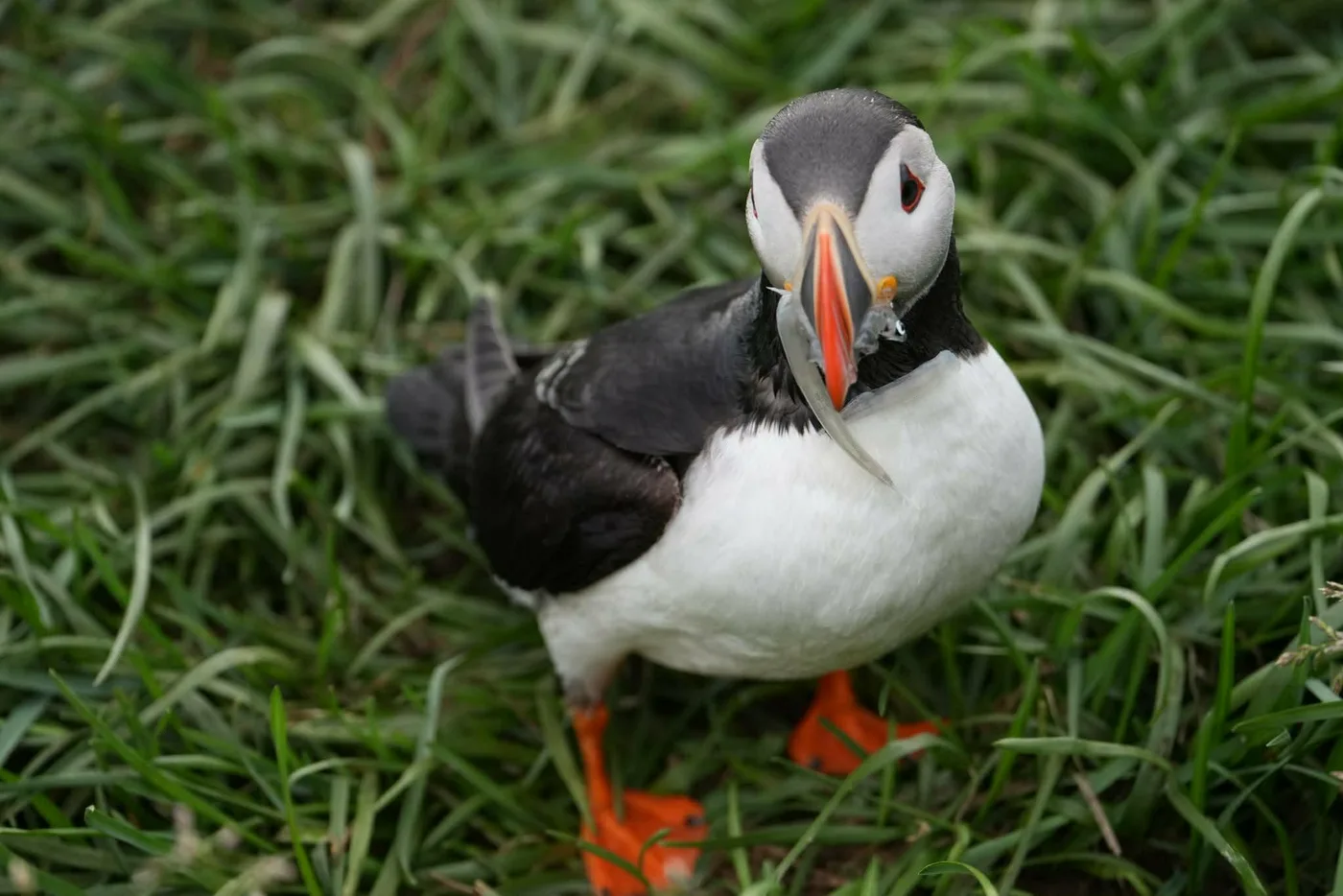 A puffin standing in long grass, looking at the camera