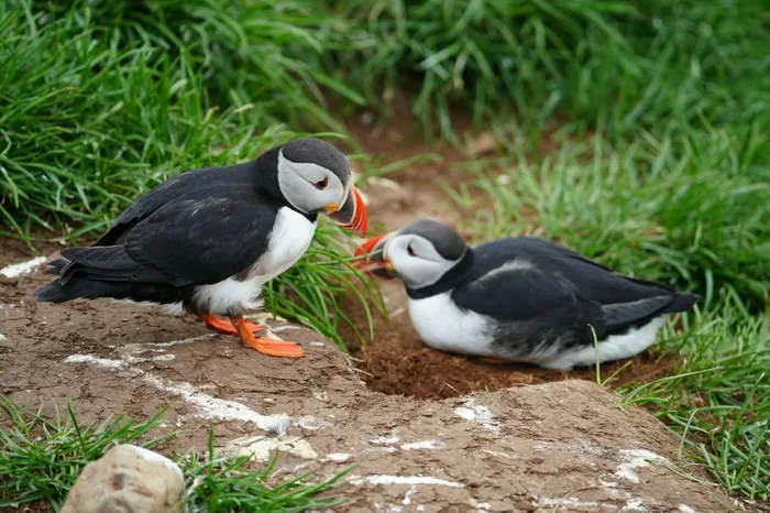 Two puffins facing each other on bare earth at the mouth of a burrow