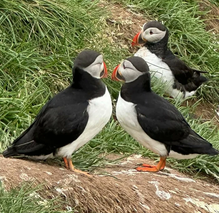 Three Atlantic puffins standing together on a grassy cliff edge